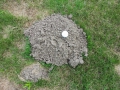 Golf Normal