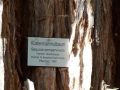 Küstenmammut2