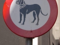 No dogs